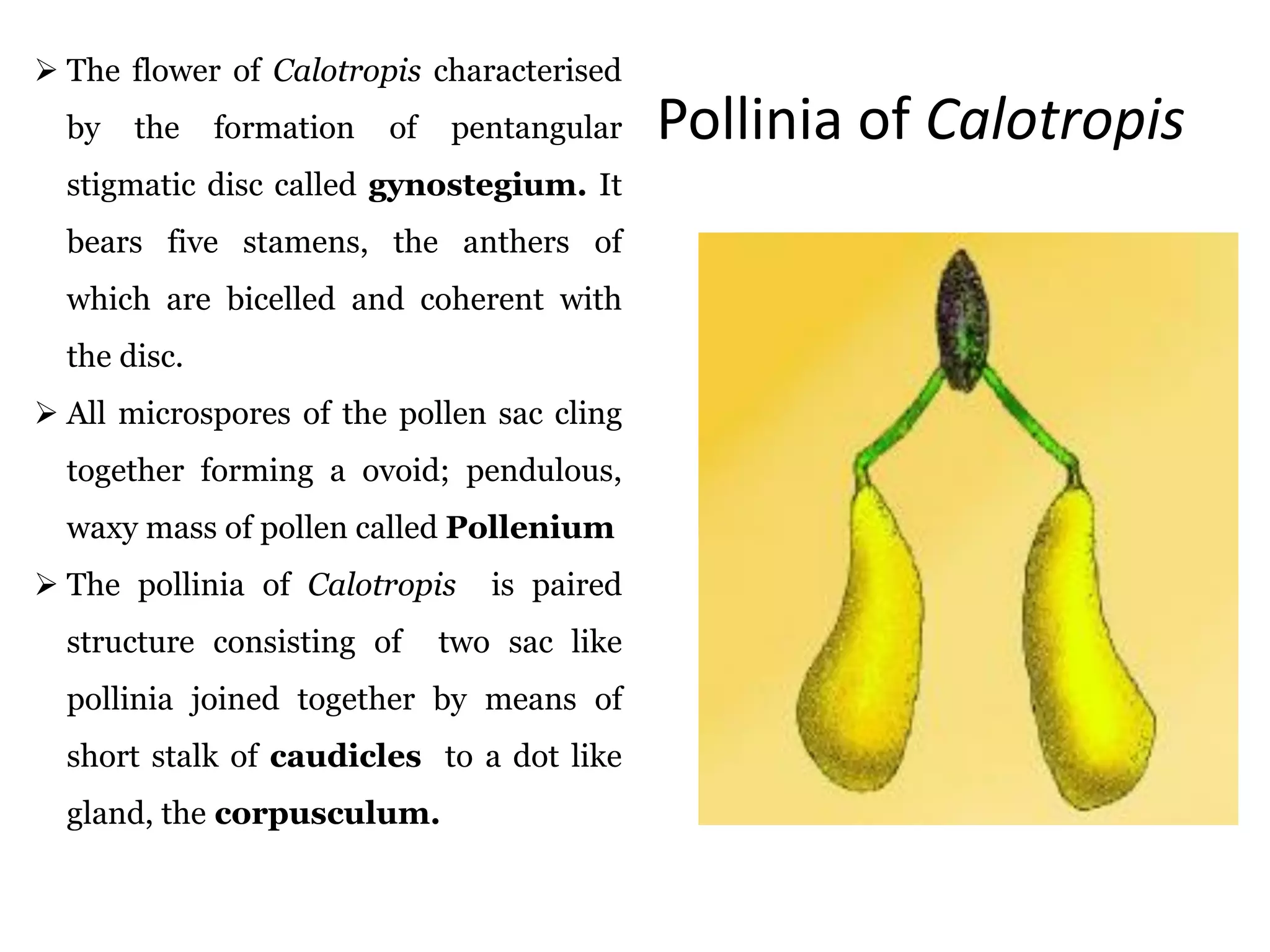 Pollinia of Calotropis
 The flower of Calotropis characterised
by the formation of pentangular
stigmatic disc called gynostegium. It
bears five stamens, the anthers of
which are bicelled and coherent with
the disc.
 All microspores of the pollen sac cling
together forming a ovoid; pendulous,
waxy mass of pollen called Pollenium
 The pollinia of Calotropis is paired
structure consisting of two sac like
pollinia joined together by means of
short stalk of caudicles to a dot like
gland, the corpusculum.
 