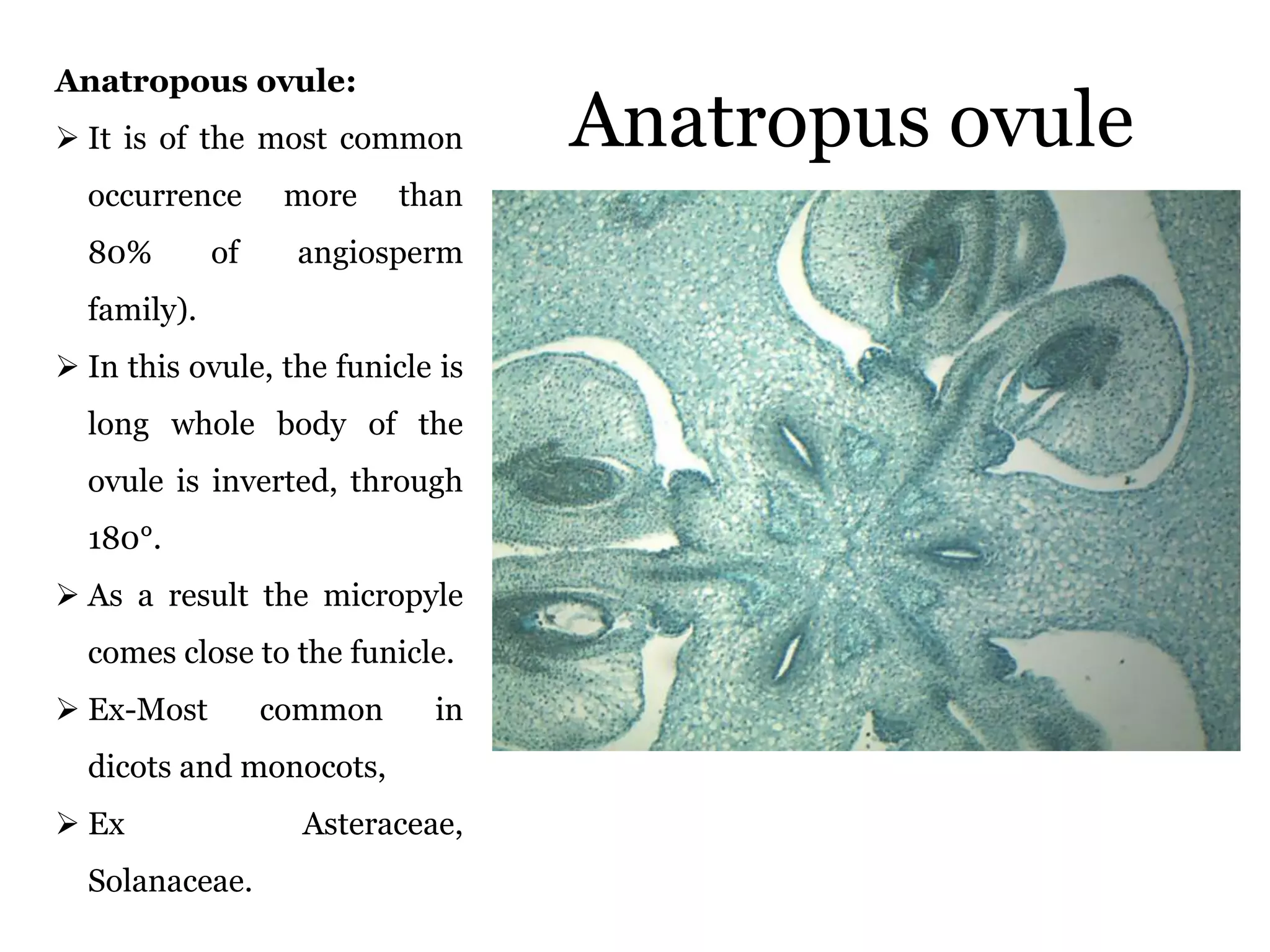 Anatropus ovule
Anatropous ovule:
 It is of the most common
occurrence more than
80% of angiosperm
family).
 In this ovule, the funicle is
long whole body of the
ovule is inverted, through
180°.
 As a result the micropyle
comes close to the funicle.
 Ex-Most common in
dicots and monocots,
 Ex Asteraceae,
Solanaceae.
 