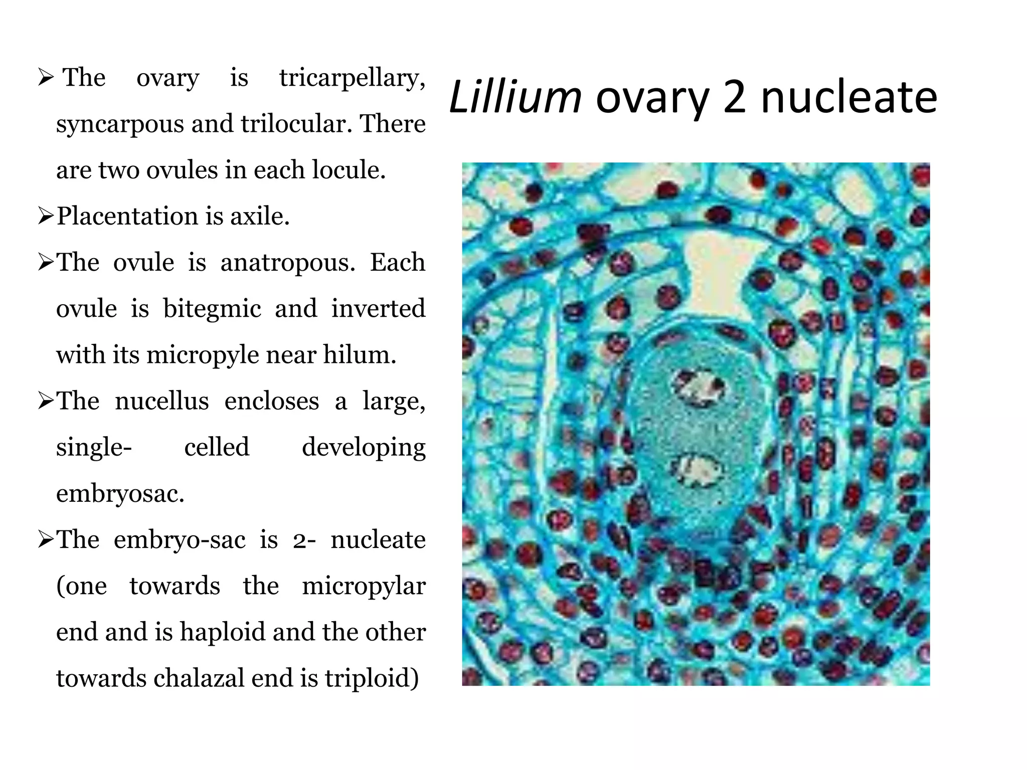 Lillium ovary 2 nucleate
 The ovary is tricarpellary,
syncarpous and trilocular. There
are two ovules in each locule.
Placentation is axile.
The ovule is anatropous. Each
ovule is bitegmic and inverted
with its micropyle near hilum.
The nucellus encloses a large,
single- celled developing
embryosac.
The embryo-sac is 2- nucleate
(one towards the micropylar
end and is haploid and the other
towards chalazal end is triploid)
 