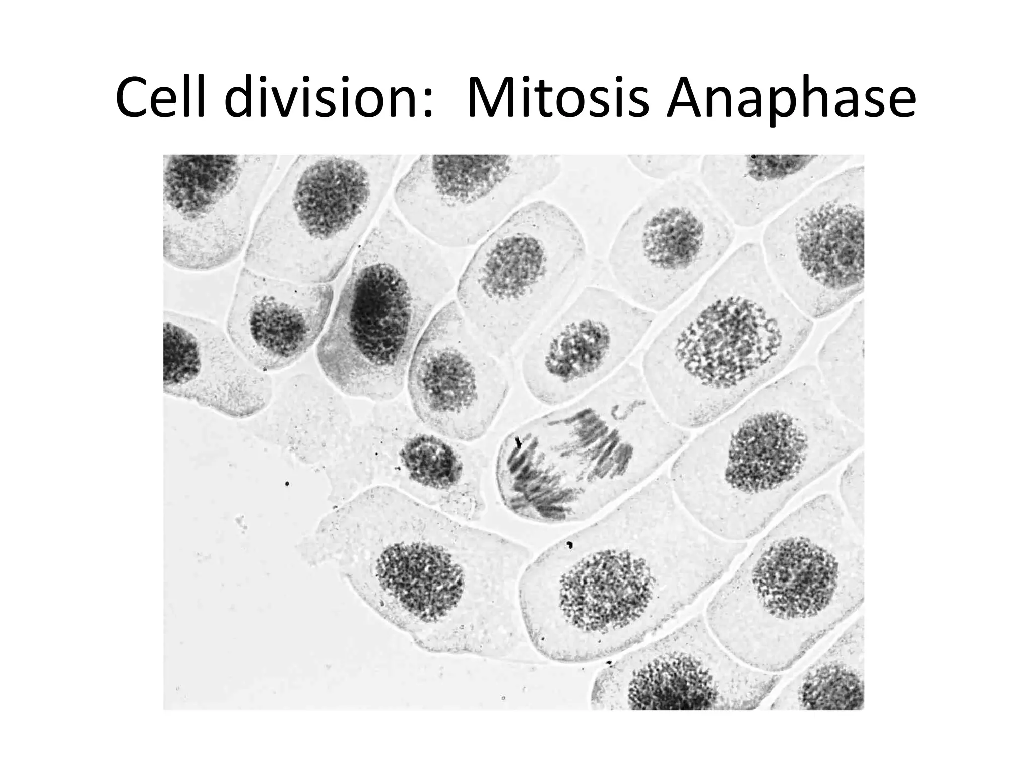 Cell division: Mitosis Anaphase
 