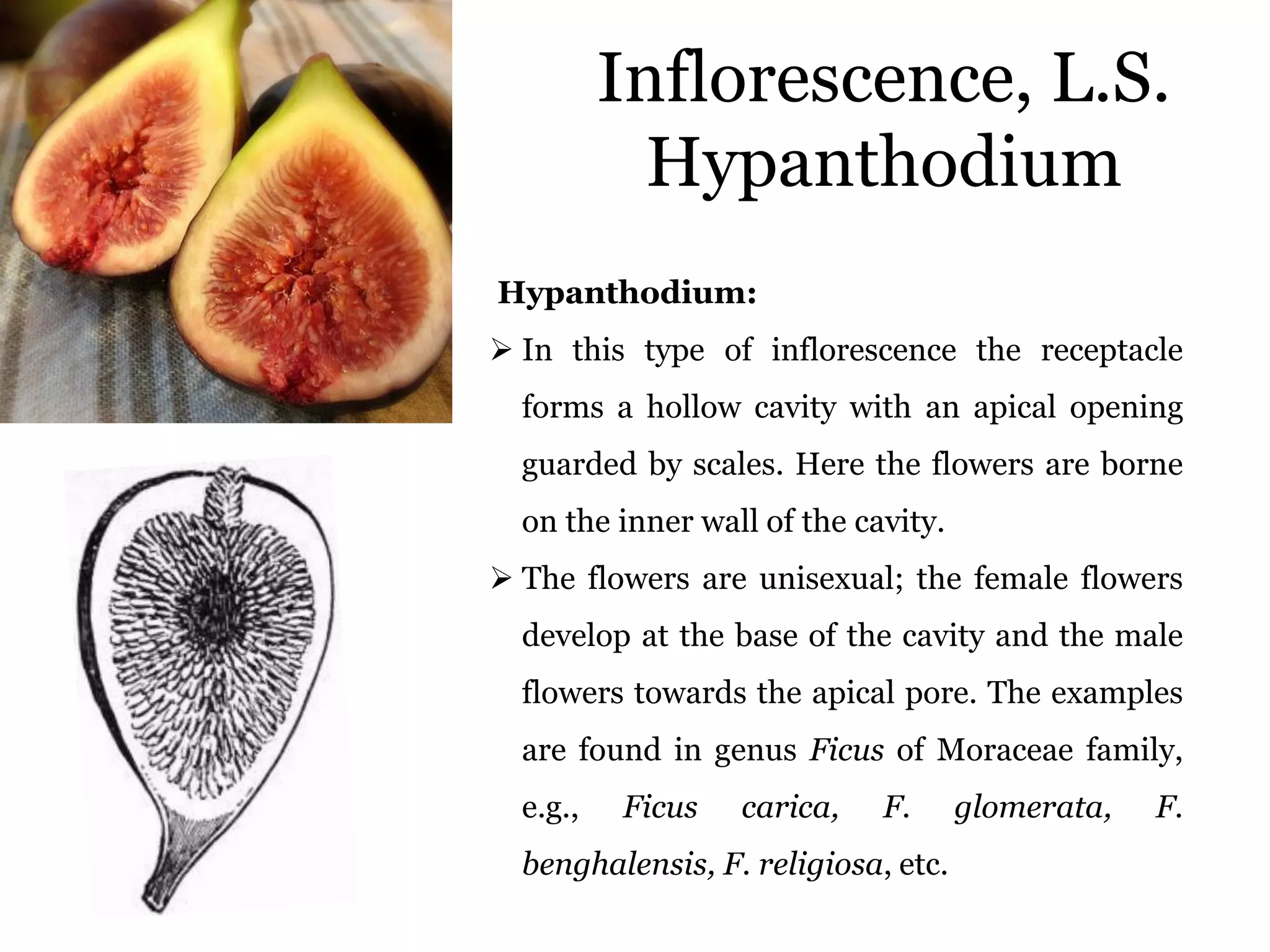 Inflorescence, L.S.
Hypanthodium
Hypanthodium:
 In this type of inflorescence the receptacle
forms a hollow cavity with an apical opening
guarded by scales. Here the flowers are borne
on the inner wall of the cavity.
 The flowers are unisexual; the female flowers
develop at the base of the cavity and the male
flowers towards the apical pore. The examples
are found in genus Ficus of Moraceae family,
e.g., Ficus carica, F. glomerata, F.
benghalensis, F. religiosa, etc.
 