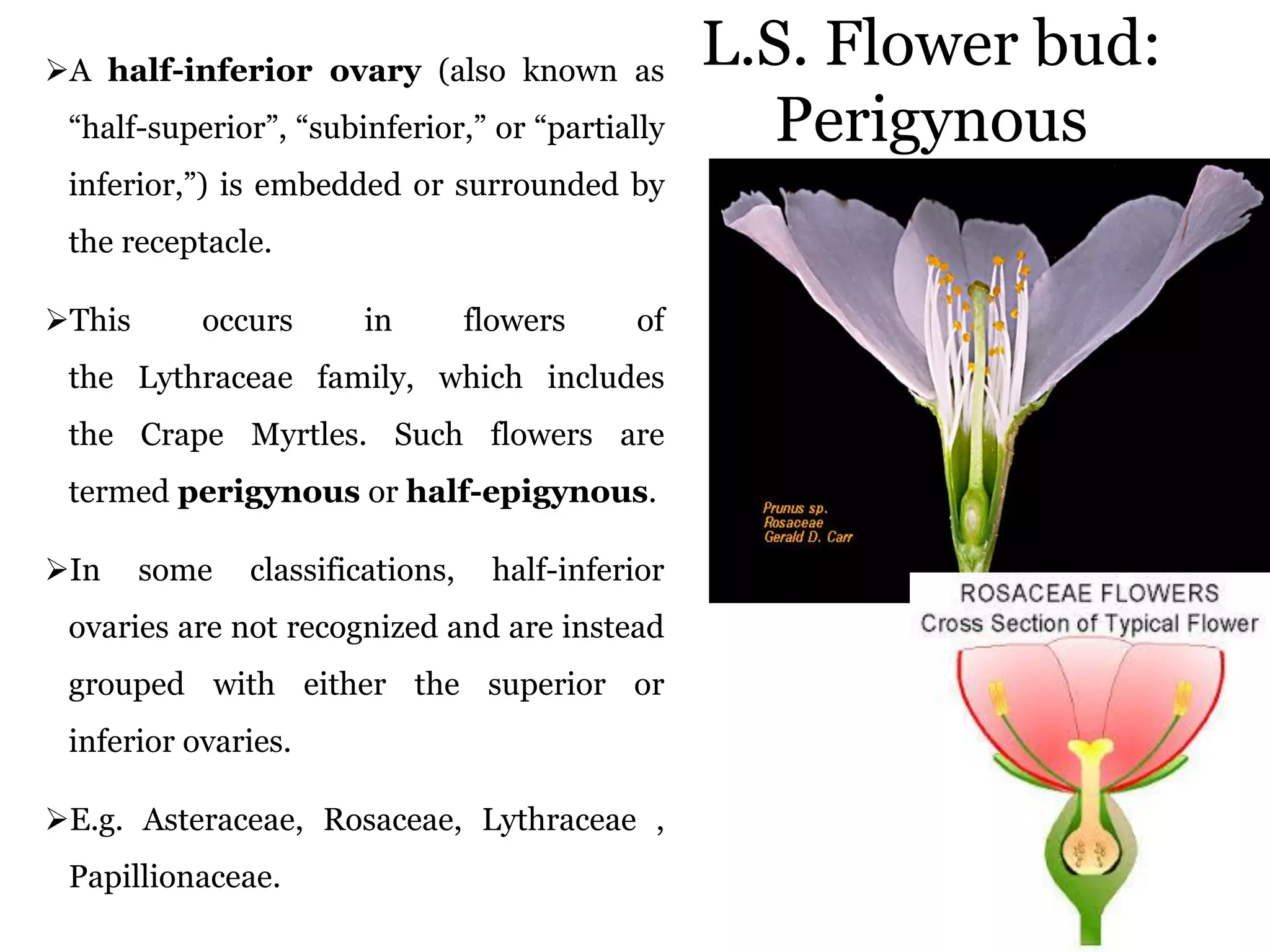 L.S. Flower bud:
Perigynous
A half-inferior ovary (also known as
“half-superior”, “subinferior,” or “partially
inferior,”) is embedded or surrounded by
the receptacle.
This occurs in flowers of
the Lythraceae family, which includes
the Crape Myrtles. Such flowers are
termed perigynous or half-epigynous.
In some classifications, half-inferior
ovaries are not recognized and are instead
grouped with either the superior or
inferior ovaries.
E.g. Asteraceae, Rosaceae, Lythraceae ,
Papillionaceae.
 