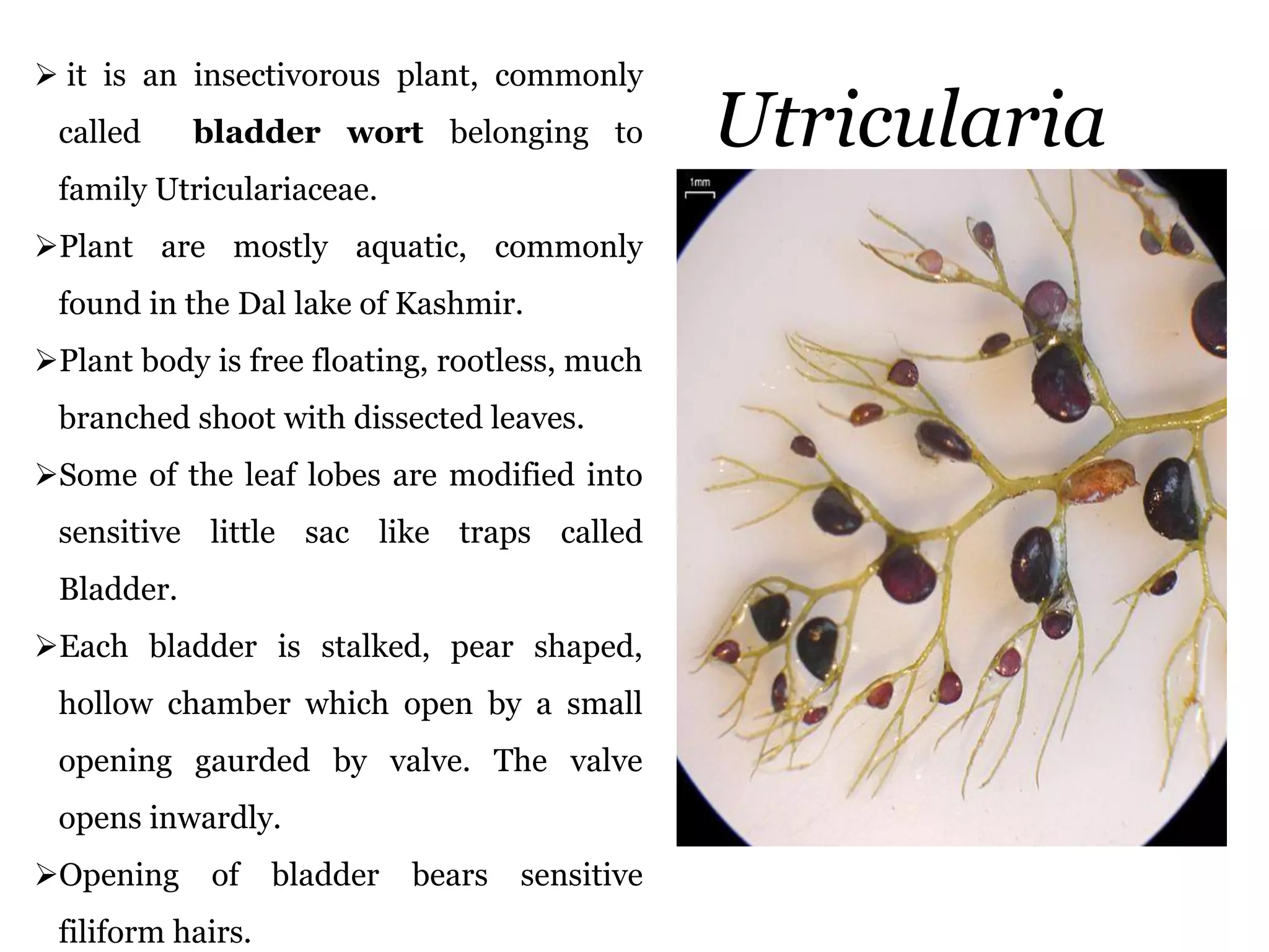 Utricularia
 it is an insectivorous plant, commonly
called bladder wort belonging to
family Utriculariaceae.
Plant are mostly aquatic, commonly
found in the Dal lake of Kashmir.
Plant body is free floating, rootless, much
branched shoot with dissected leaves.
Some of the leaf lobes are modified into
sensitive little sac like traps called
Bladder.
Each bladder is stalked, pear shaped,
hollow chamber which open by a small
opening gaurded by valve. The valve
opens inwardly.
Opening of bladder bears sensitive
filiform hairs.
 