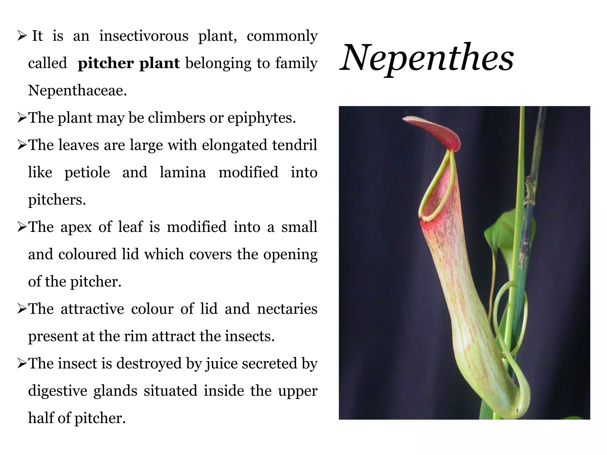 Nepenthes
 It is an insectivorous plant, commonly
called pitcher plant belonging to family
Nepenthaceae.
The plant may be climbers or epiphytes.
The leaves are large with elongated tendril
like petiole and lamina modified into
pitchers.
The apex of leaf is modified into a small
and coloured lid which covers the opening
of the pitcher.
The attractive colour of lid and nectaries
present at the rim attract the insects.
The insect is destroyed by juice secreted by
digestive glands situated inside the upper
half of pitcher.
 