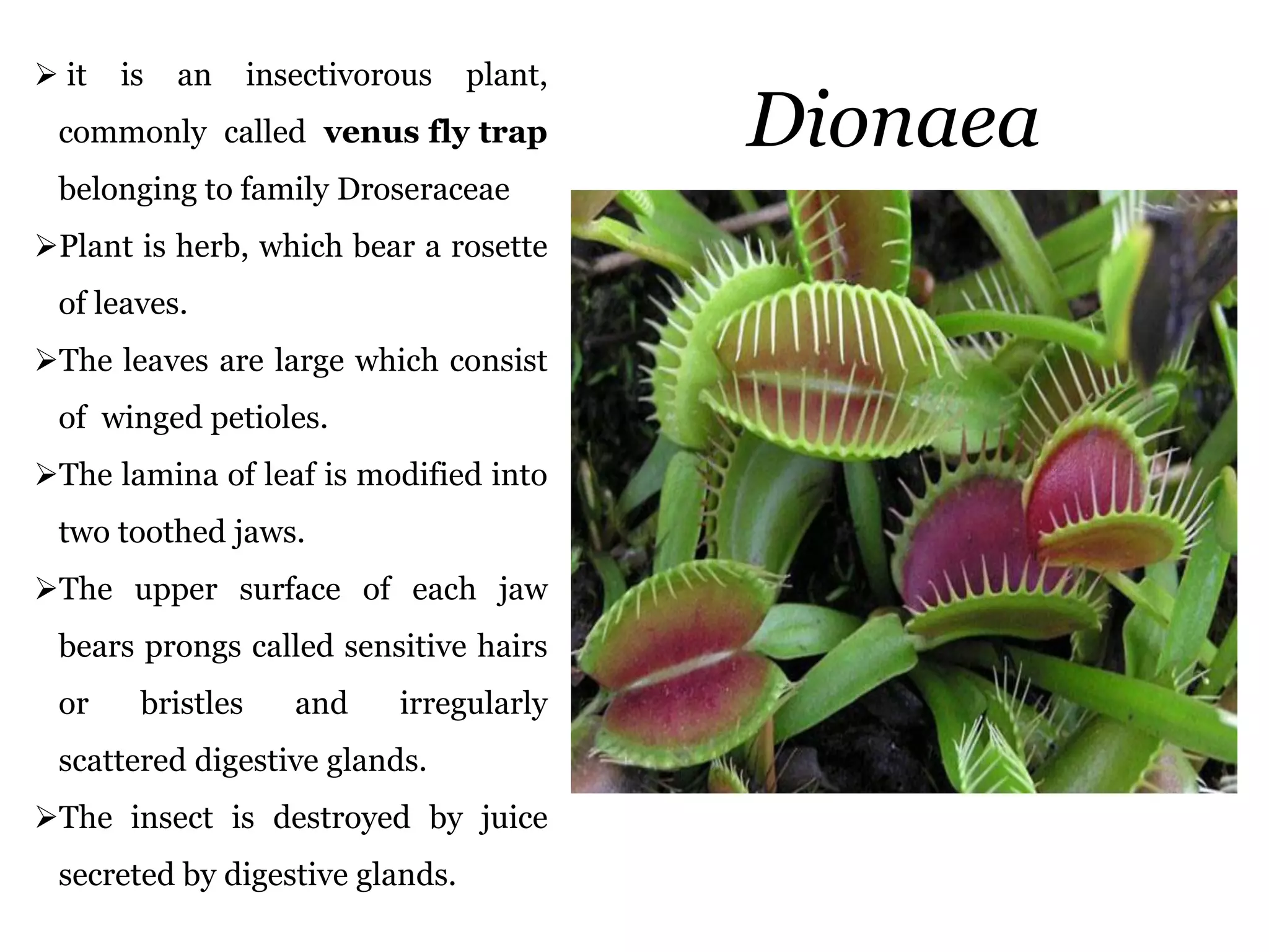 Dionaea
 it is an insectivorous plant,
commonly called venus fly trap
belonging to family Droseraceae
Plant is herb, which bear a rosette
of leaves.
The leaves are large which consist
of winged petioles.
The lamina of leaf is modified into
two toothed jaws.
The upper surface of each jaw
bears prongs called sensitive hairs
or bristles and irregularly
scattered digestive glands.
The insect is destroyed by juice
secreted by digestive glands.
 