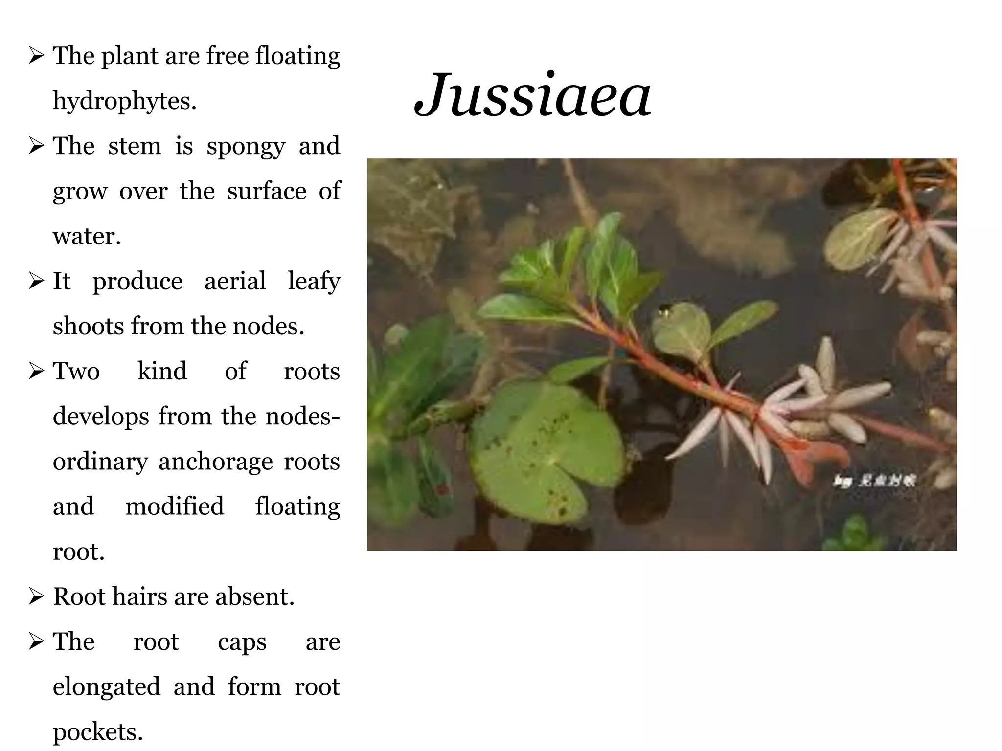 Jussiaea
 The plant are free floating
hydrophytes.
 The stem is spongy and
grow over the surface of
water.
 It produce aerial leafy
shoots from the nodes.
 Two kind of roots
develops from the nodes-
ordinary anchorage roots
and modified floating
root.
 Root hairs are absent.
 The root caps are
elongated and form root
pockets.
 
