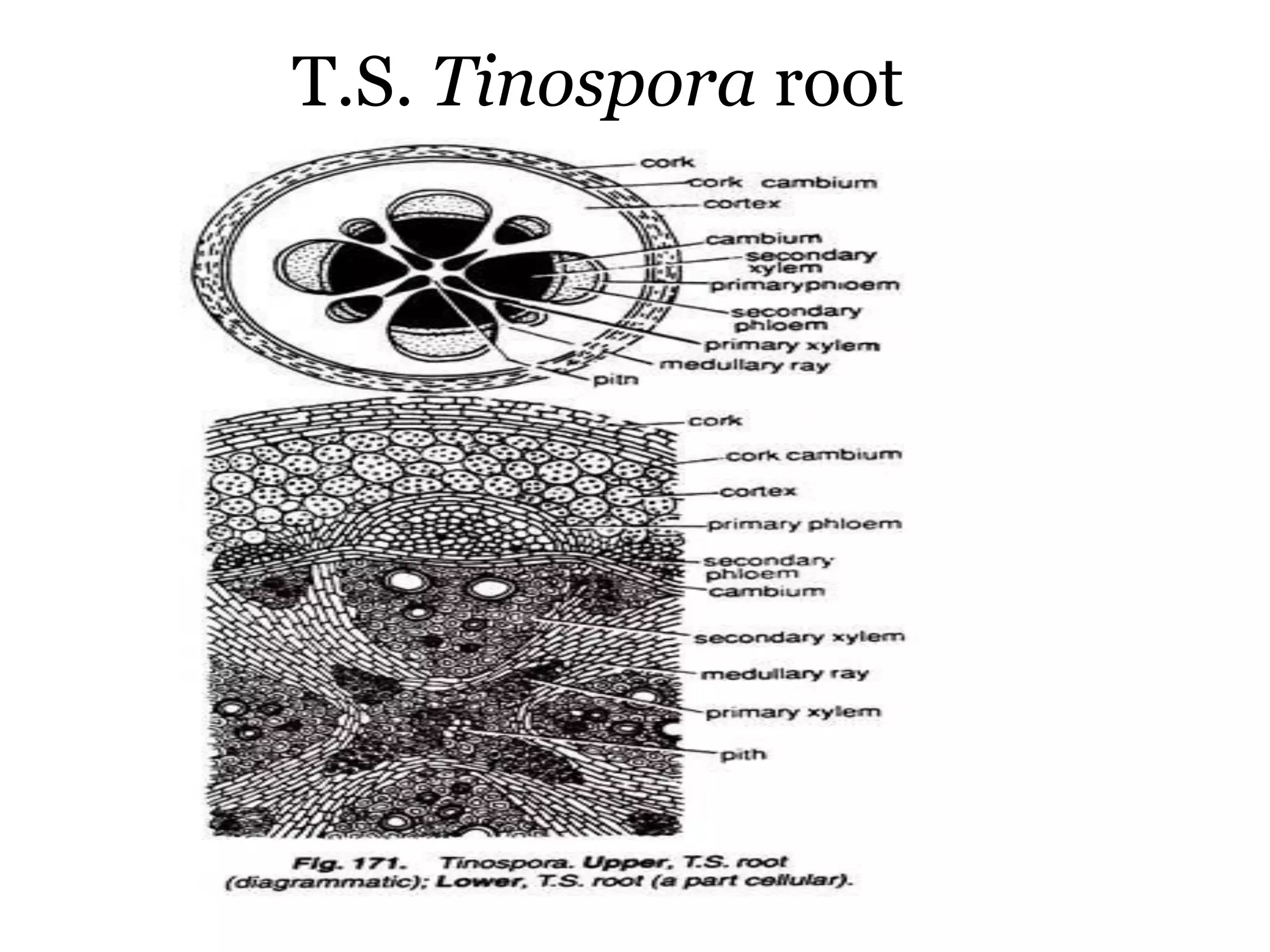 T.S. Tinospora root
 