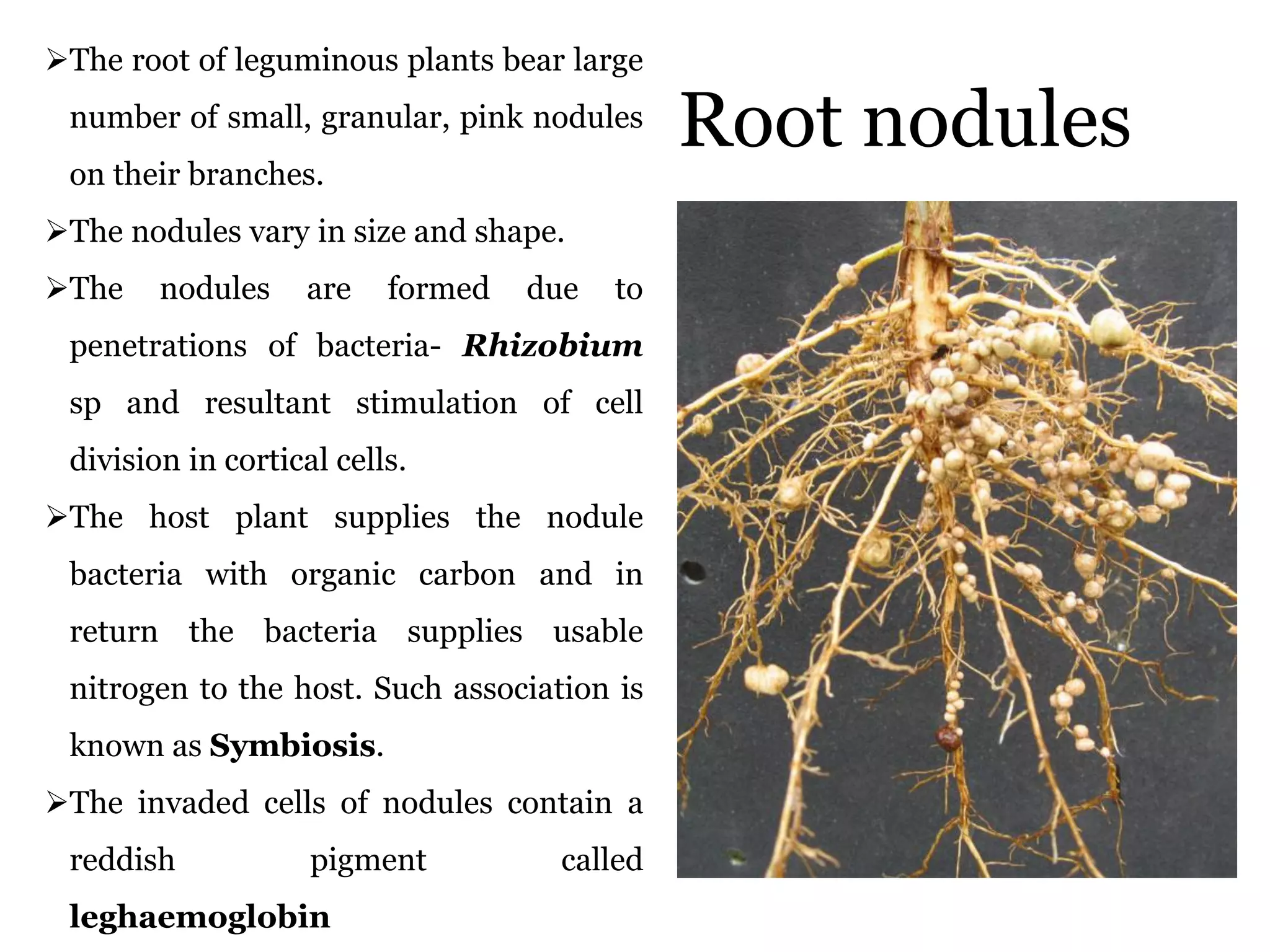 Root nodules
The root of leguminous plants bear large
number of small, granular, pink nodules
on their branches.
The nodules vary in size and shape.
The nodules are formed due to
penetrations of bacteria- Rhizobium
sp and resultant stimulation of cell
division in cortical cells.
The host plant supplies the nodule
bacteria with organic carbon and in
return the bacteria supplies usable
nitrogen to the host. Such association is
known as Symbiosis.
The invaded cells of nodules contain a
reddish pigment called
leghaemoglobin
 