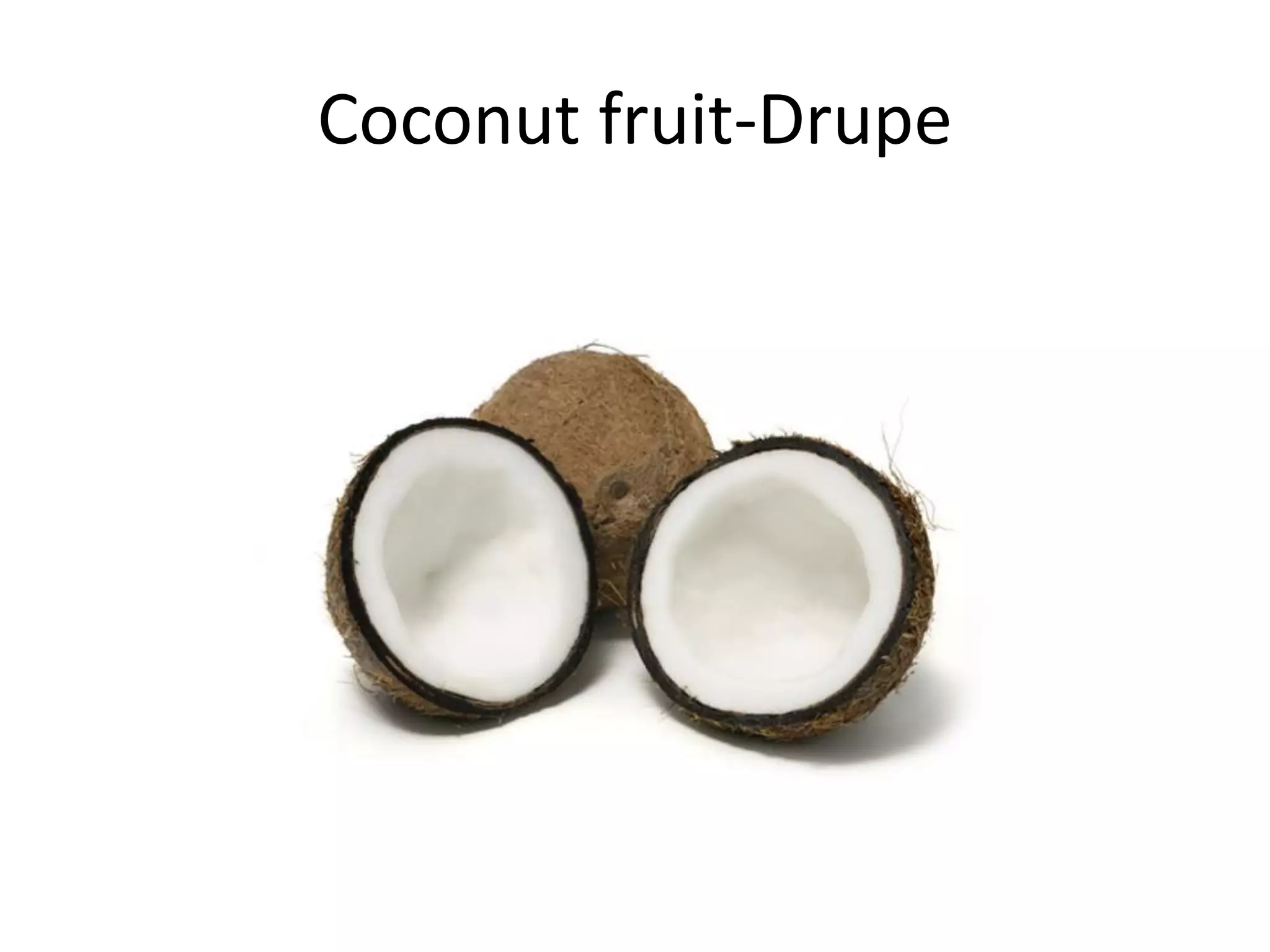 Coconut fruit-Drupe
 