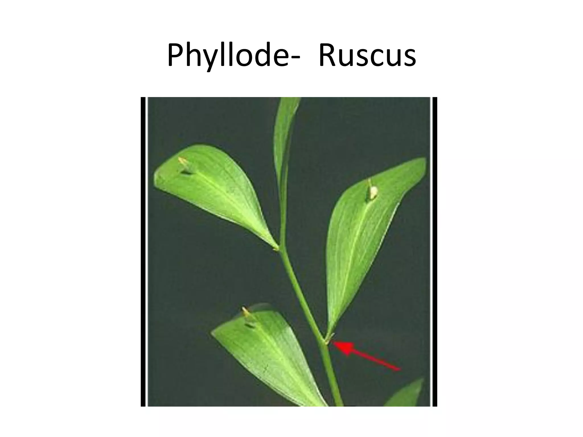 Phyllode- Ruscus
 