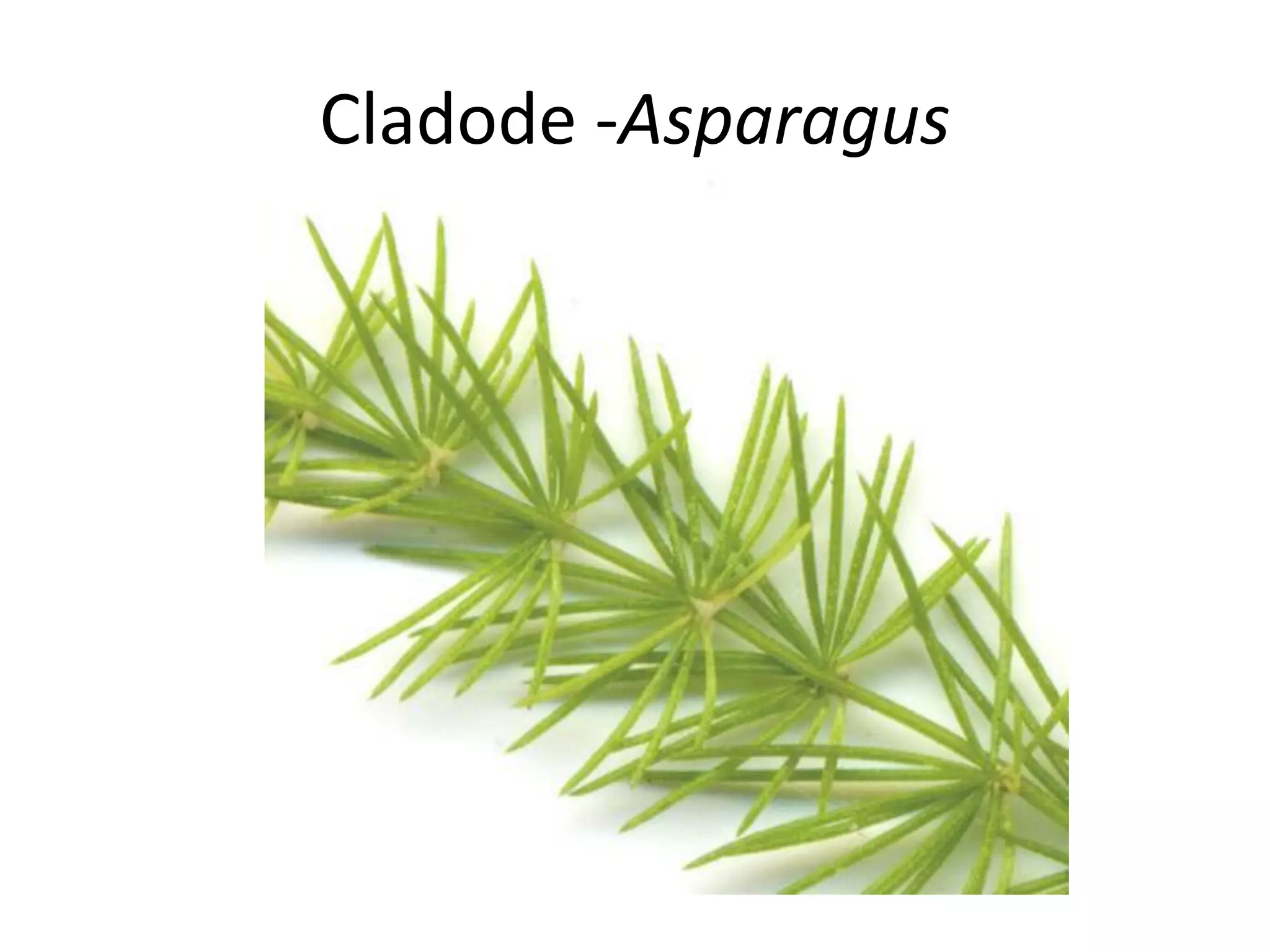 Cladode -Asparagus
 