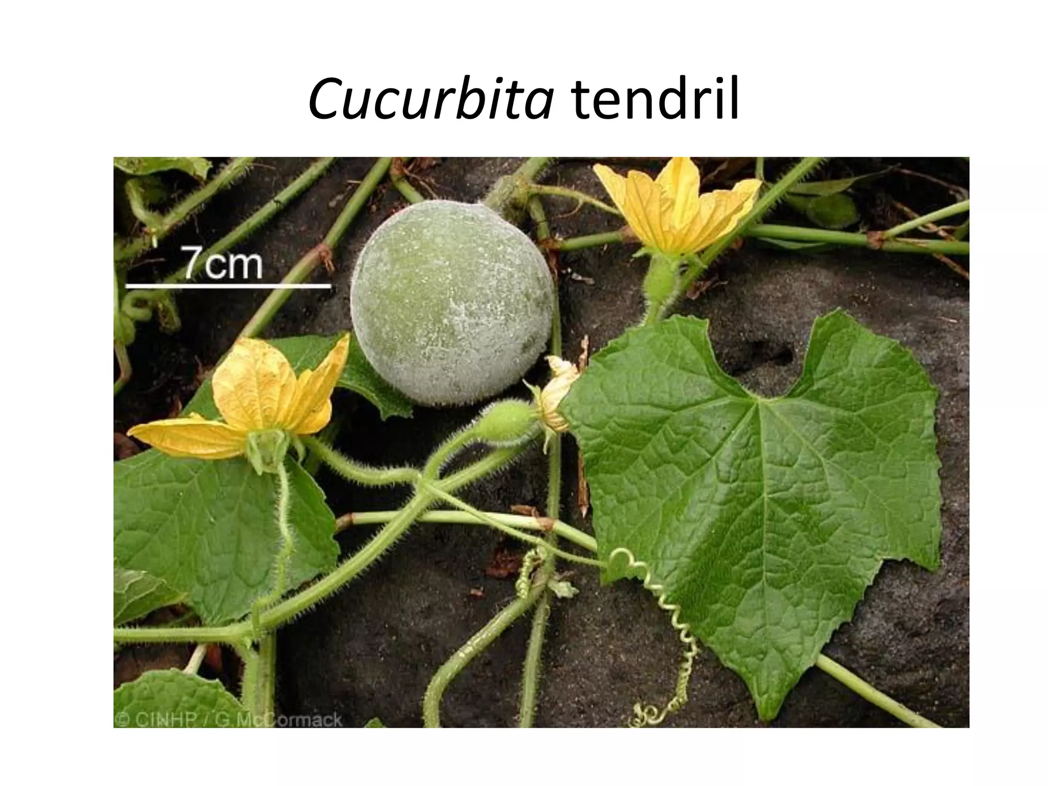 Cucurbita tendril
 