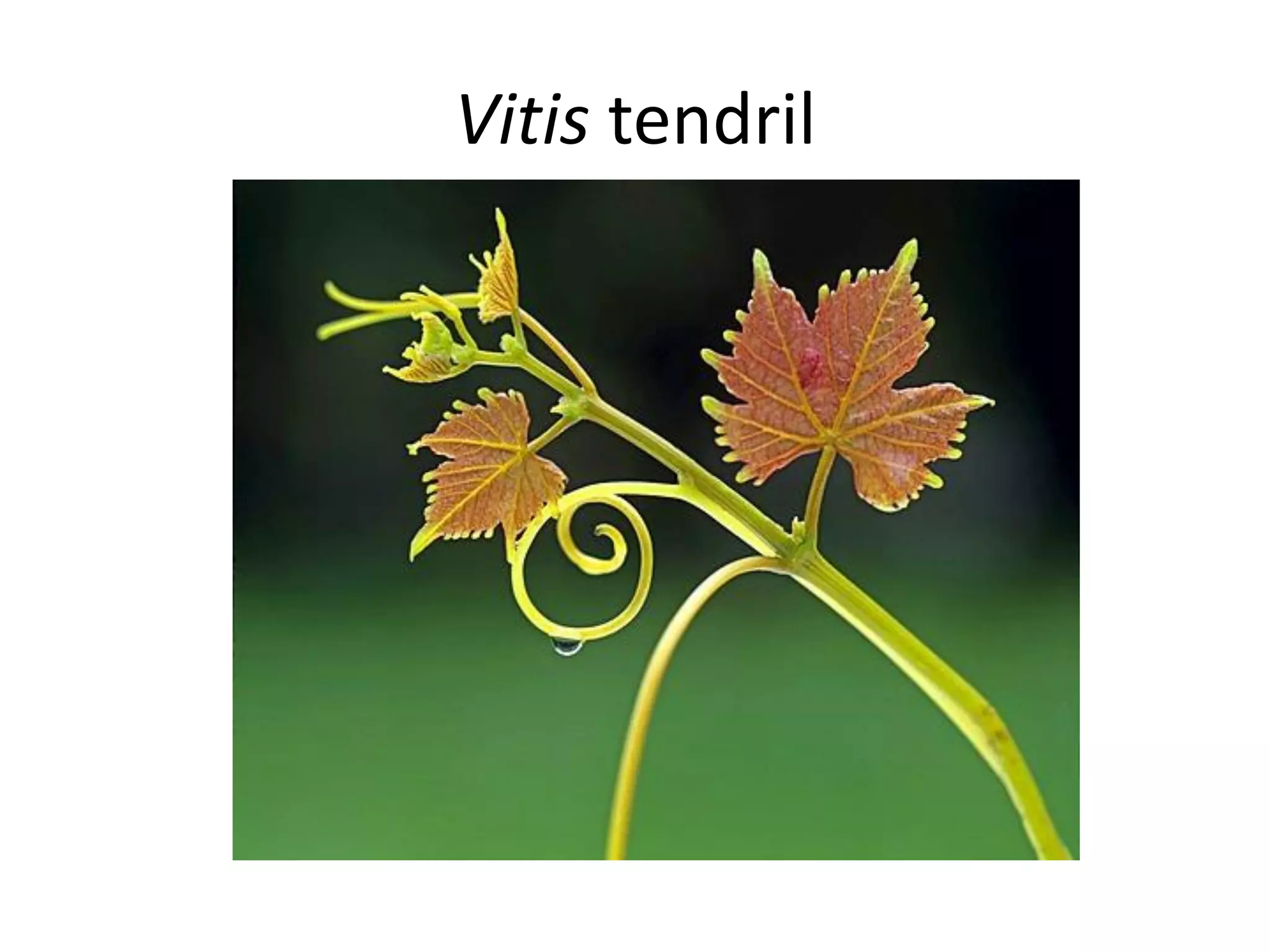 Vitis tendril
 