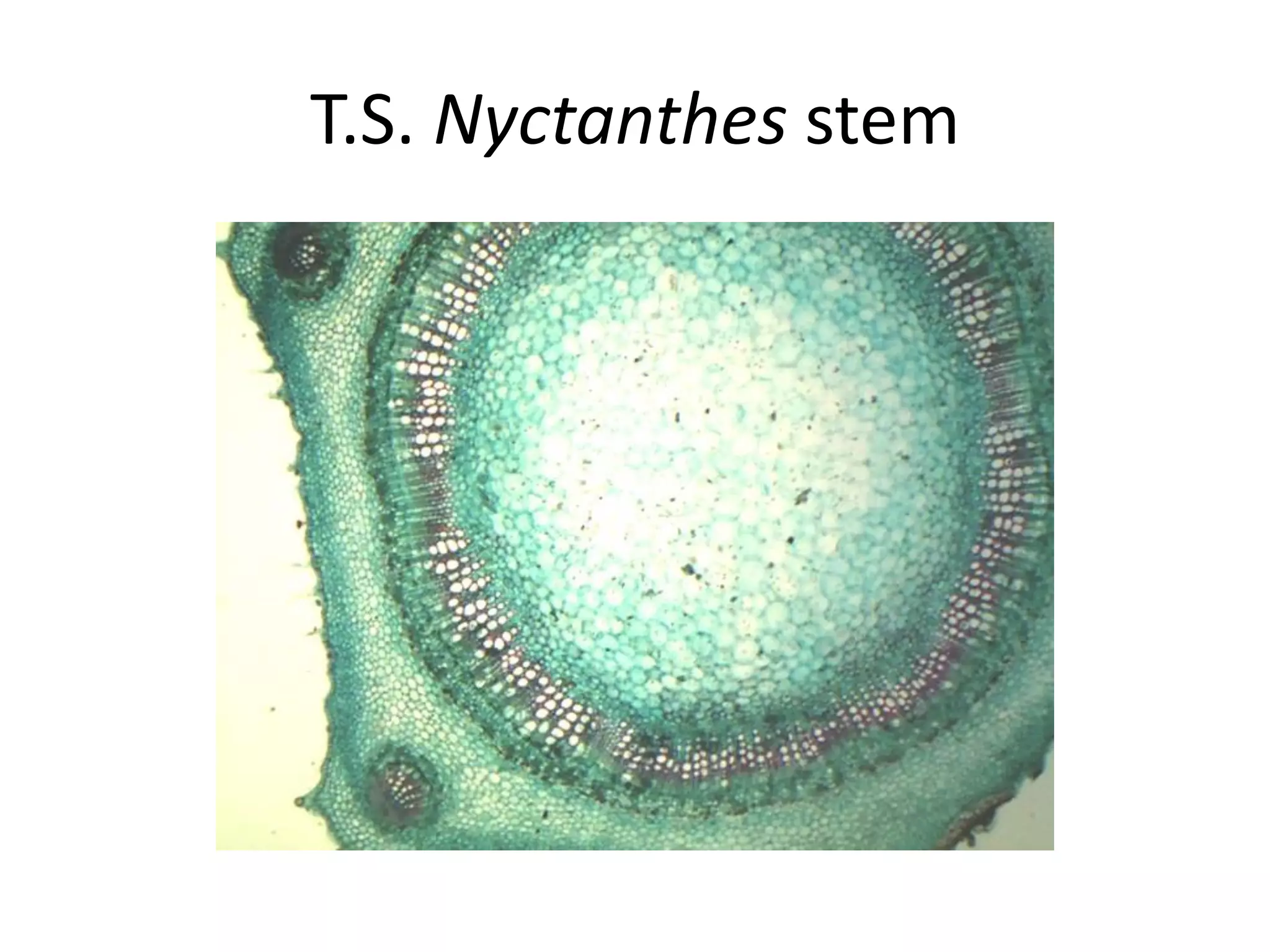 T.S. Nyctanthes stem
 
