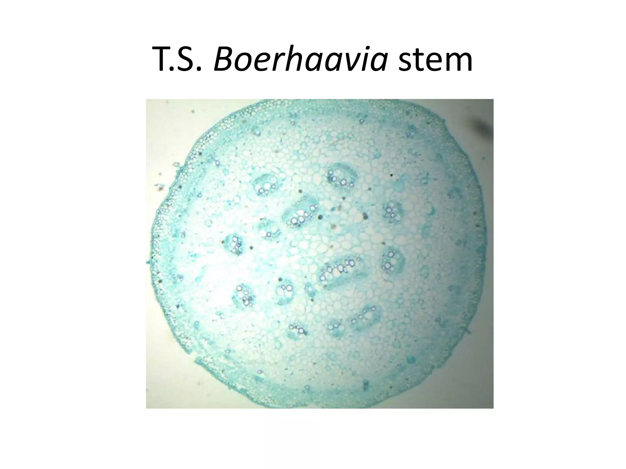 T.S. Boerhaavia stem
 