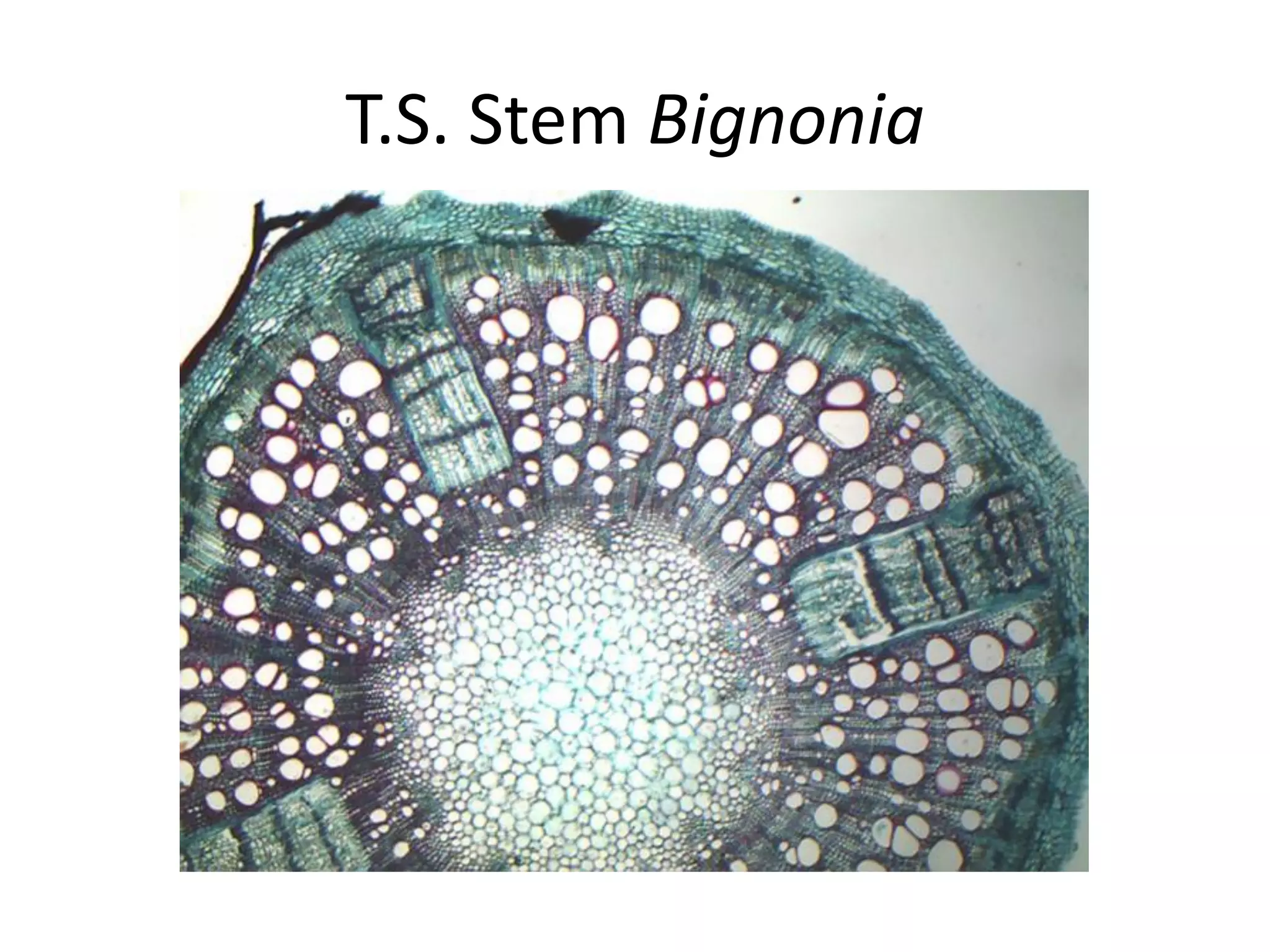 T.S. Stem Bignonia
 