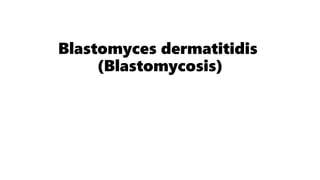 Dermatiidi Ravi B. dermatitidis Knowledge of Microorganism involoved in skin.pptx