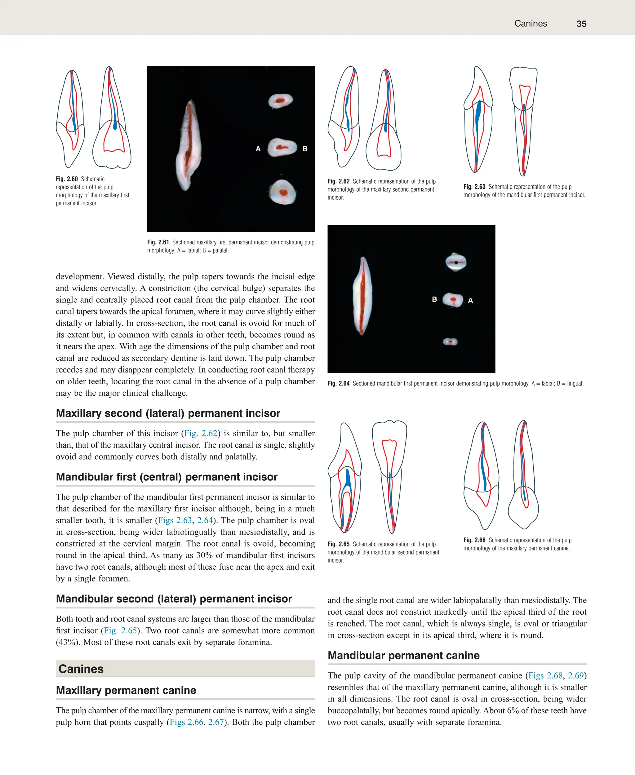 B.K.B. Berkovitz_ G R Holland_ Bernard J Moxham - Oral Anatomy ...