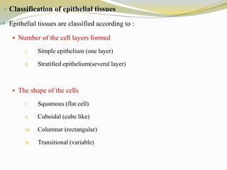  Classification of epithelial tissues
 Epithelial tissues are classified according to :
 Number of the cell layers formed
I. Simple epithelium (one layer)
II. Stratified epithelium(several layer)
 The shape of the cells
I. Squamous (flat cell)
II. Cuboidal (cube like)
III. Columnar (rectangular)
IV. Transitional (variable)
 