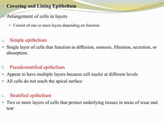  Covering and Lining Epithelium
 Arrangement of cells in layers
 Consist of one or more layers depending on function
a. Simple epithelium
 Single layer of cells that function in diffusion, osmosis, filtration, secretion, or
absorption.
b. Pseudostratified epithelium
 Appear to have multiple layers because cell nuclei at different levels
 All cells do not reach the apical surface
c. Stratified epithelium
 Two or more layers of cells that protect underlying tissues in areas of wear and
tear
 