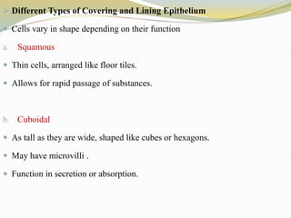  Different Types of Covering and Lining Epithelium
 Cells vary in shape depending on their function
a. Squamous
 Thin cells, arranged like floor tiles.
 Allows for rapid passage of substances.
b. Cuboidal
 As tall as they are wide, shaped like cubes or hexagons.
 May have microvilli .
 Function in secretion or absorption.
 