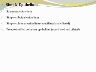 A. Simple Epithelium
i. Squamous epithelium
ii. Simple cuboidal epithelium
iii. Simple columnar epithelium (nonciliated and ciliated)
iv. Pseudostratified columnar epithelium (nonciliated and cilated)
 