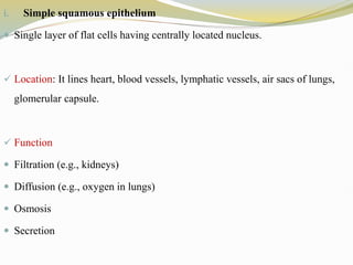 i. Simple squamous epithelium
 Single layer of flat cells having centrally located nucleus.
 Location: It lines heart, blood vessels, lymphatic vessels, air sacs of lungs,
glomerular capsule.
 Function
 Filtration (e.g., kidneys)
 Diffusion (e.g., oxygen in lungs)
 Osmosis
 Secretion
 