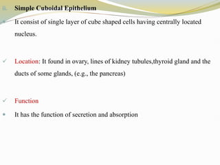 ii. Simple Cuboidal Epithelium
 It consist of single layer of cube shaped cells having centrally located
nucleus.
 Location: It found in ovary, lines of kidney tubules,thyroid gland and the
ducts of some glands, (e.g., the pancreas)
 Function
 It has the function of secretion and absorption
 