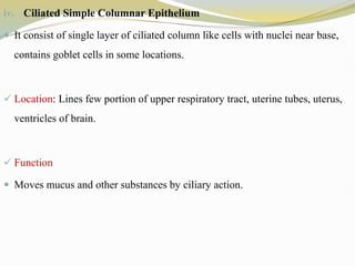 iv. Ciliated Simple Columnar Epithelium
 It consist of single layer of ciliated column like cells with nuclei near base,
contains goblet cells in some locations.
 Location: Lines few portion of upper respiratory tract, uterine tubes, uterus,
ventricles of brain.
 Function
 Moves mucus and other substances by ciliary action.
 