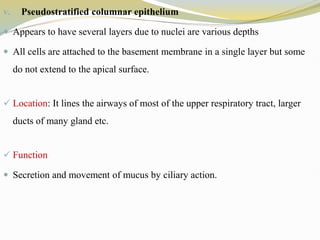 v. Pseudostratified columnar epithelium
 Appears to have several layers due to nuclei are various depths
 All cells are attached to the basement membrane in a single layer but some
do not extend to the apical surface.
 Location: It lines the airways of most of the upper respiratory tract, larger
ducts of many gland etc.
 Function
 Secretion and movement of mucus by ciliary action.
 