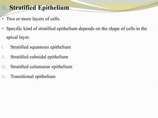 B. Stratified Epithelium
 Two or more layers of cells.
 Specific kind of stratified epithelium depends on the shape of cells in the
apical layer.
i. Stratified squamous epithelium
ii. Stratified cuboidal epithelium
iii. Stratified columunar epithelium
iv. Transitional epithelium
 