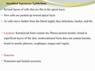 i. Stratified Squamous Epithelium
 Several layers of cells that are flat in the apical layer.
 New cells are pushed up toward apical layer.
 As cells move further from the blood supply they dehydrate, harden, and die
 Location: Keratinized form contain the fibrous protein keratin, found in
superficial layers of the skin, nonkeratinized form does not contain keratin,
found in mouth, pharynx, esophagus, tongue and vagina.
 Function
 Protection and limited secretion.
 
