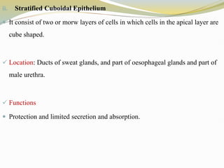 ii. Stratified Cuboidal Epithelium
 It consist of two or morw layers of cells in which cells in the apical layer are
cube shaped.
 Location: Ducts of sweat glands, and part of oesophageal glands and part of
male urethra.
 Functions
 Protection and limited secretion and absorption.
 