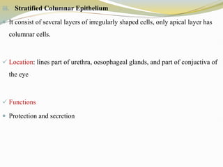 iii. Stratified Columnar Epithelium
 It consist of several layers of irregularly shaped cells, only apical layer has
columnar cells.
 Location: lines part of urethra, oesophageal glands, and part of conjuctiva of
the eye
 Functions
 Protection and secretion
 