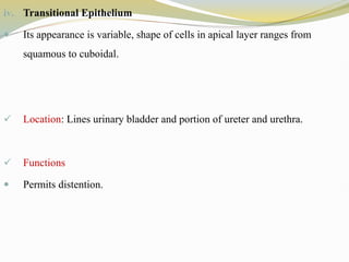 iv. Transitional Epithelium
 Its appearance is variable, shape of cells in apical layer ranges from
squamous to cuboidal.
 Location: Lines urinary bladder and portion of ureter and urethra.
 Functions
 Permits distention.
 