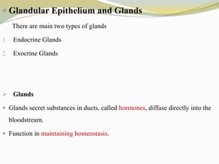  Glandular Epithelium and Glands
There are main two types of glands
1. Endocrine Glands
2. Exocrine Glands
 Glands
 Glands secret substances in ducts, called hormones, diffuse directly into the
bloodstream.
 Function in maintaining homeostasis.
 