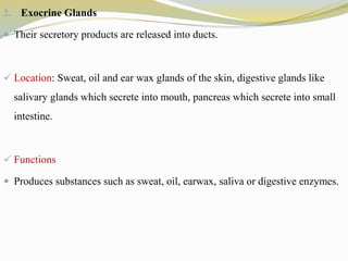 2. Exocrine Glands
 Their secretory products are released into ducts.
 Location: Sweat, oil and ear wax glands of the skin, digestive glands like
salivary glands which secrete into mouth, pancreas which secrete into small
intestine.
 Functions
 Produces substances such as sweat, oil, earwax, saliva or digestive enzymes.
 