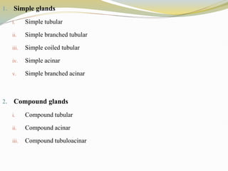 1. Simple glands
i. Simple tubular
ii. Simple branched tubular
iii. Simple coiled tubular
iv. Simple acinar
v. Simple branched acinar
2. Compound glands
i. Compound tubular
ii. Compound acinar
iii. Compound tubuloacinar
 