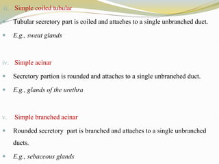 iii. Simple coiled tubular
 Tubular secretory part is coiled and attaches to a single unbranched duct.
 E.g., sweat glands
iv. Simple acinar
 Secretory partion is rounded and attaches to a single unbranched duct.
 E.g., glands of the urethra
v. Simple branched acinar
 Rounded secretory part is branched and attaches to a single unbranched
ducts.
 E.g., sebaceous glands
 
