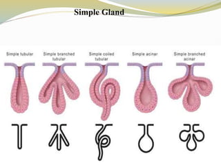 Simple Gland
 