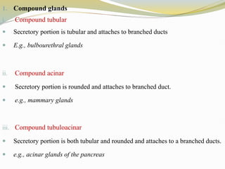1. Compound glands
i. Compound tubular
 Secretory portion is tubular and attaches to branched ducts
 E.g., bulbourethral glands
ii. Compound acinar
 Secretory portion is rounded and attaches to branched duct.
 e.g., mammary glands
iii. Compound tubuloacinar
 Secretory portion is both tubular and rounded and attaches to a branched ducts.
 e.g., acinar glands of the pancreas
 