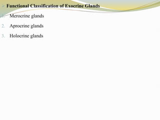  Functional Classification of Exocrine Glands
1. Merocrine glands
2. Aprocrine glands
3. Holocrine glands
 