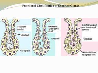 Functional Classification of Exocrine Glands
 