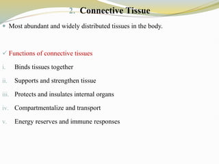 2. Connective Tissue
 Most abundant and widely distributed tissues in the body.
 Functions of connective tissues
i. Binds tissues together
ii. Supports and strengthen tissue
iii. Protects and insulates internal organs
iv. Compartmentalize and transport
v. Energy reserves and immune responses
 