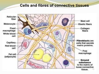 Cells and fibres of connective tissues
 