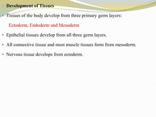  Development of Tissues
 Tissues of the body develop from three primary germ layers:
Ectoderm, Endoderm and Mesoderm
 Epithelial tissues develop from all three germ layers.
 All connective tissue and most muscle tissues form from mesoderm.
 Nervous tissue develops from ectoderm.
 