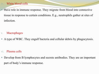 iv. White blood cells
 Have role in immune response. They migrate from blood into connective
tissue in response to certain conditions. E.g., neutrophils gather at sites of
infection.
v. Macrophages
 A type of WBC. They engulf bacteria and cellular debris by phagocytosis.
vi. Plasma cells
 Develop from B lymphocytes and secrete antibodies. They are an important
part of body’s immune response.
 