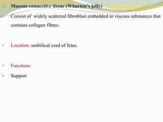 II. Mucous connective tissue (Wharton’s jelly)
 Consist of widely scattered fibroblast embedded in viscous substances that
contains collagen fibres.
 Location: umbilical cord of fetus.
 Functions
 Support
 