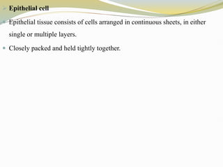  Epithelial cell
 Epithelial tissue consists of cells arranged in continuous sheets, in either
single or multiple layers.
 Closely packed and held tightly together.
 