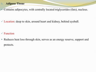 b. Adipose Tissue
 Contains adipocytes, with centrally located triglycerides (fats), nucleus.
 Location: deep to skin, around heart and kidney, behind eyeball.
 Function
 Reduces heat loss through skin, serves as an energy reserve, support and
protects.
 